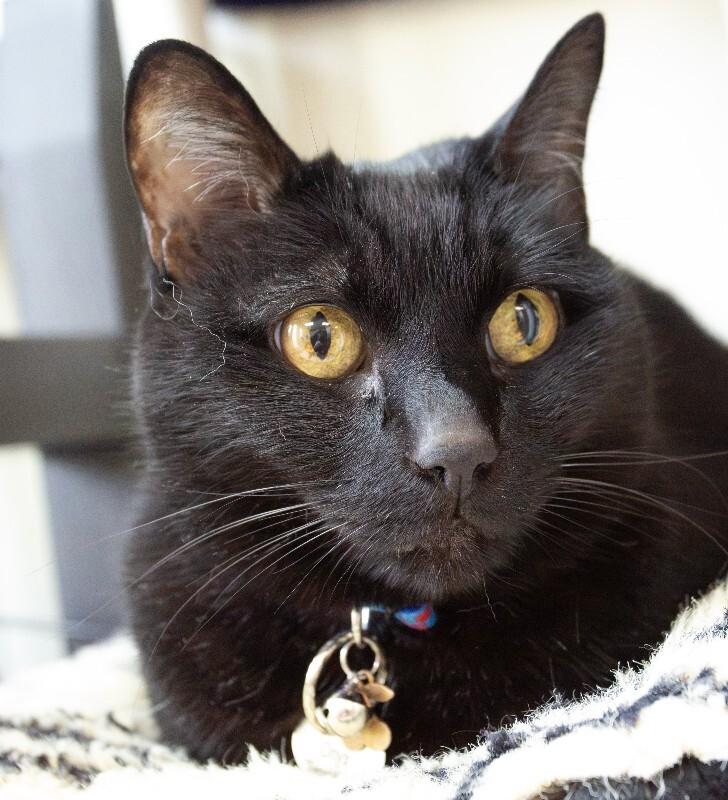 Enlarge Onyx, a Adoptable Domestic Short Hair in Arlington, WA image 5/5
