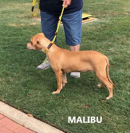 Enlarge Malibu, a Adoptable mixed breed in Washington, GA image 3/5