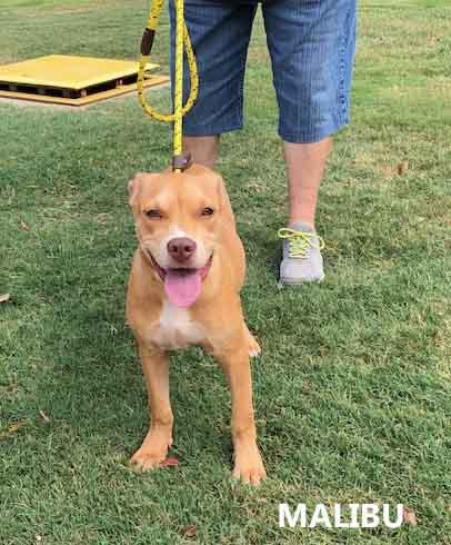 Enlarge Malibu, a Adoptable mixed breed in Washington, GA image 1/5