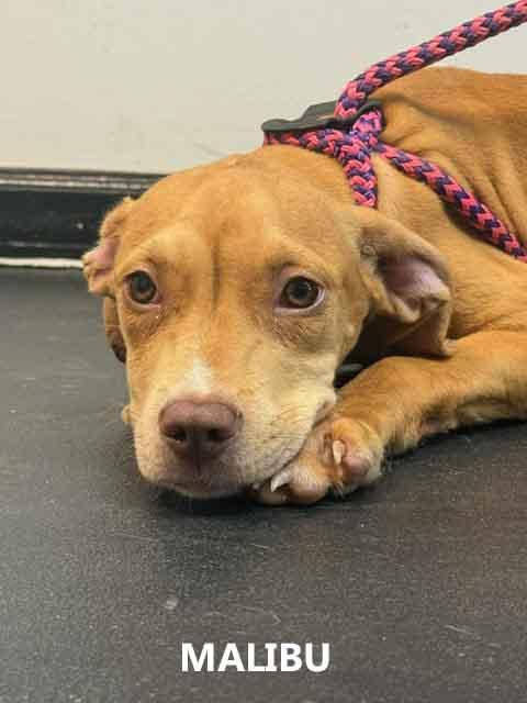 Enlarge Malibu, a Adoptable mixed breed in Washington, GA image 4/5