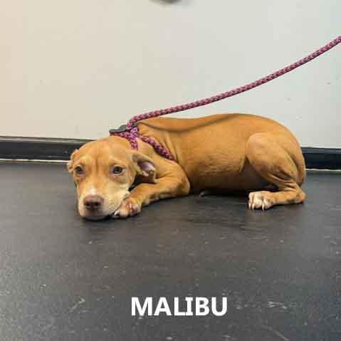 Enlarge Malibu, a Adoptable mixed breed in Washington, GA image 5/5
