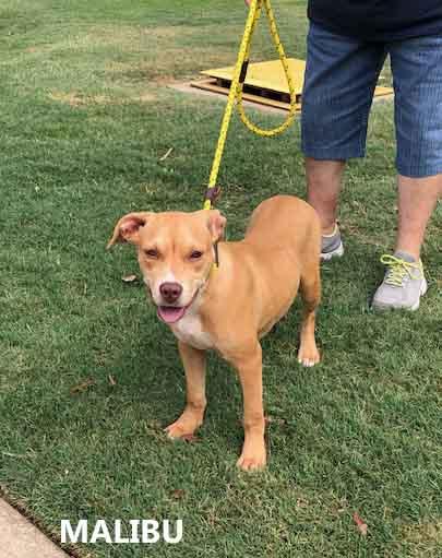 Enlarge Malibu, a Adoptable mixed breed in Washington, GA image 2/5