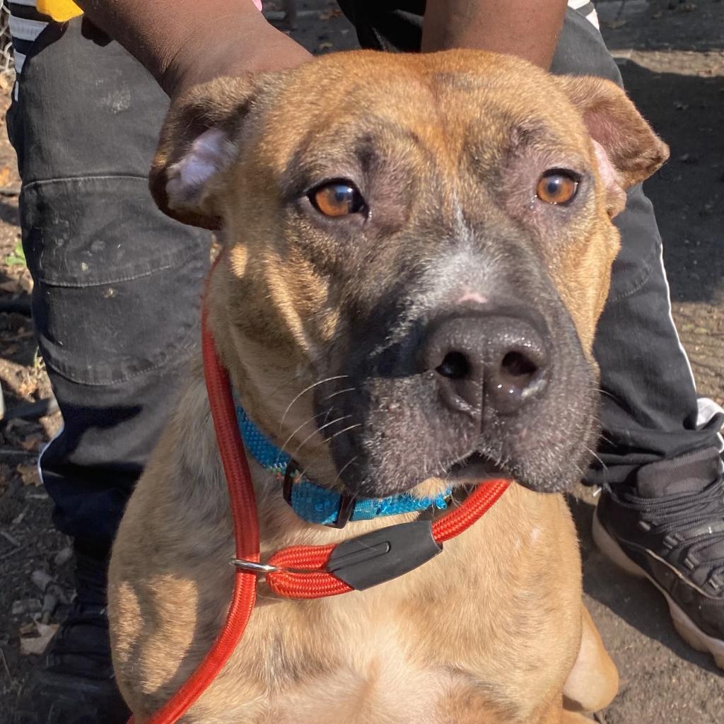 Ryko — thumbnail 2