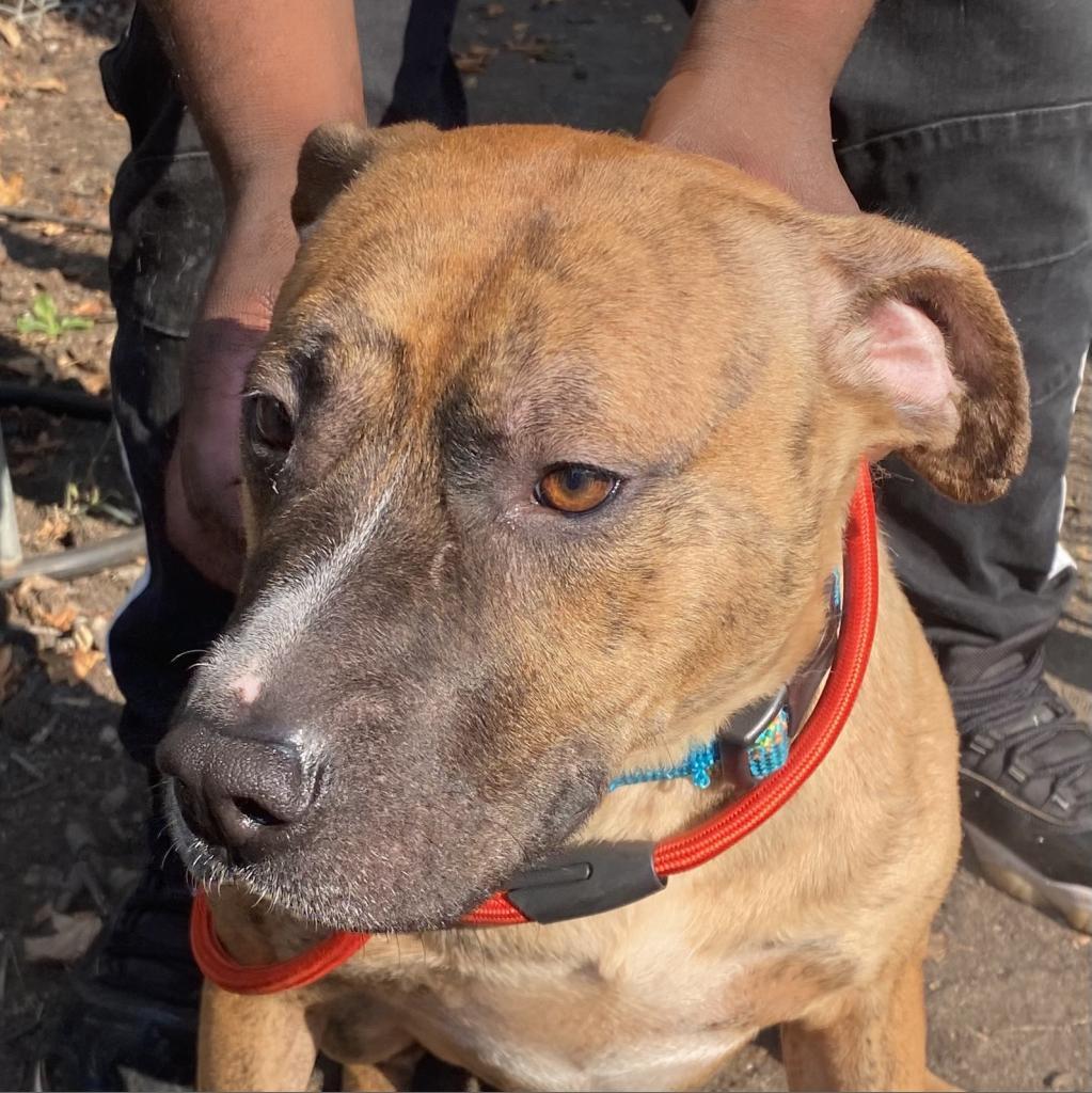 Ryko — thumbnail 3