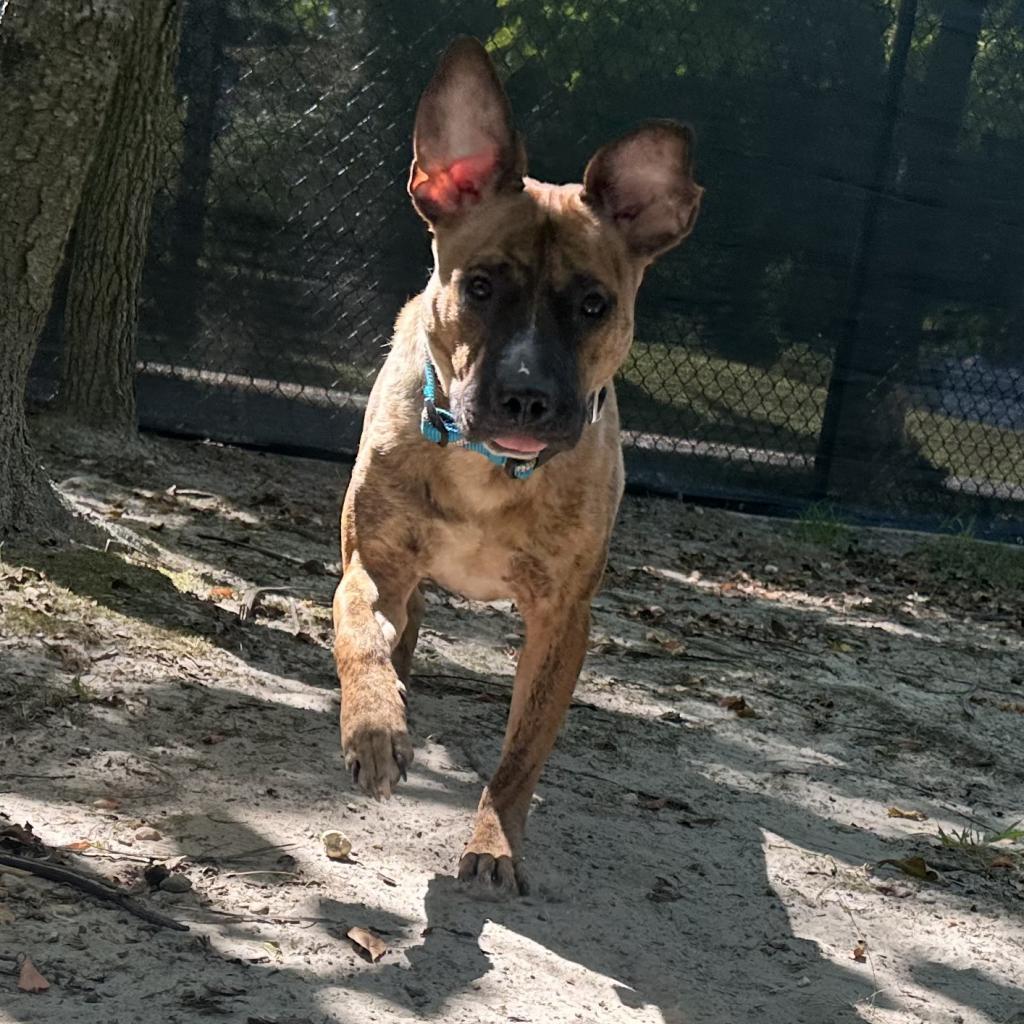 Ryko — thumbnail 4