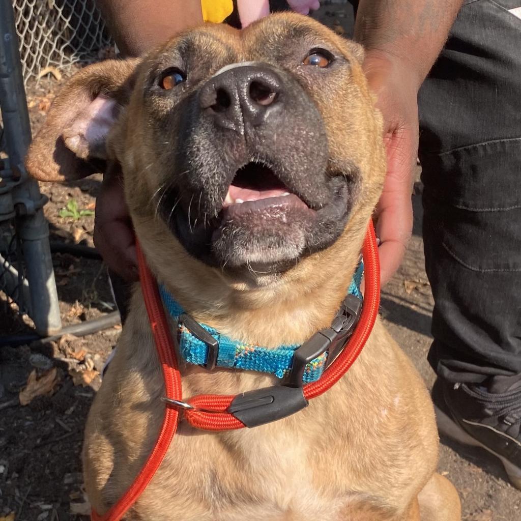 Ryko — thumbnail 5