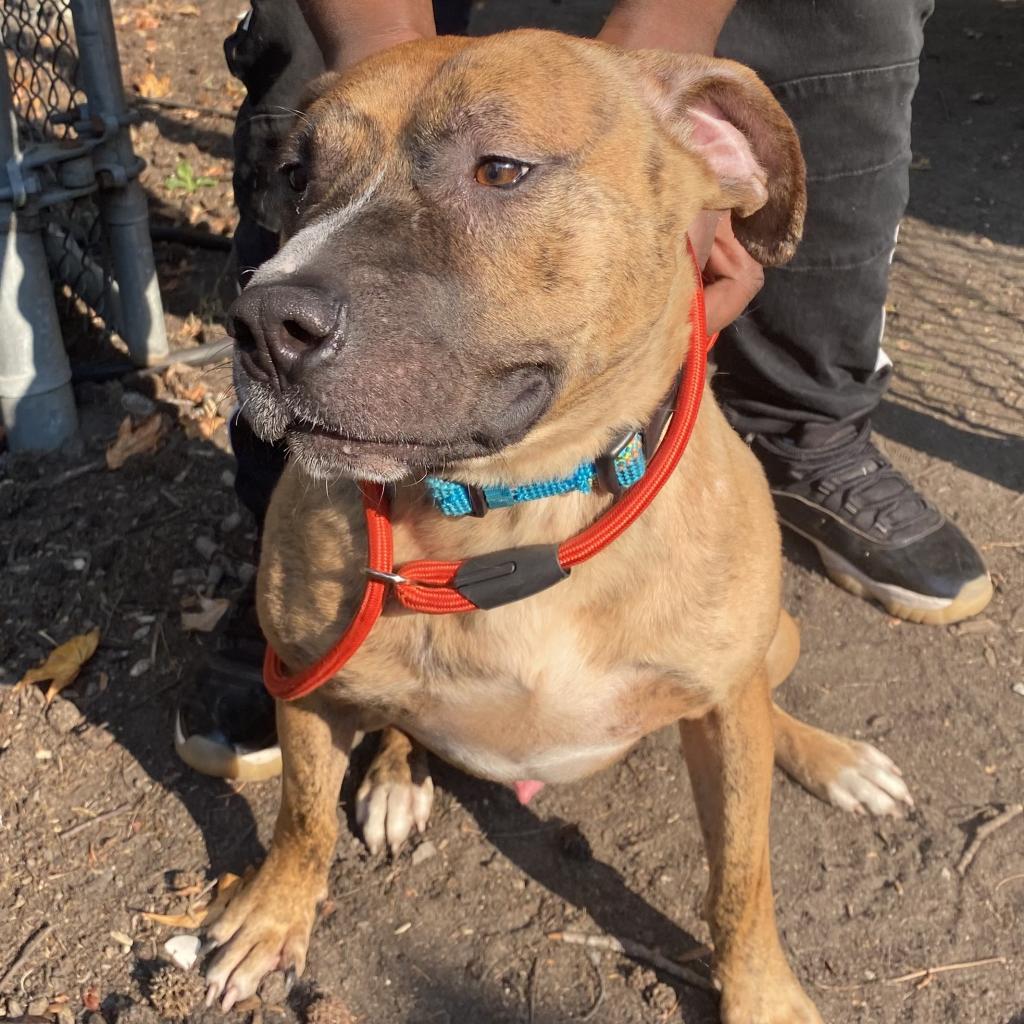 Ryko — thumbnail 6