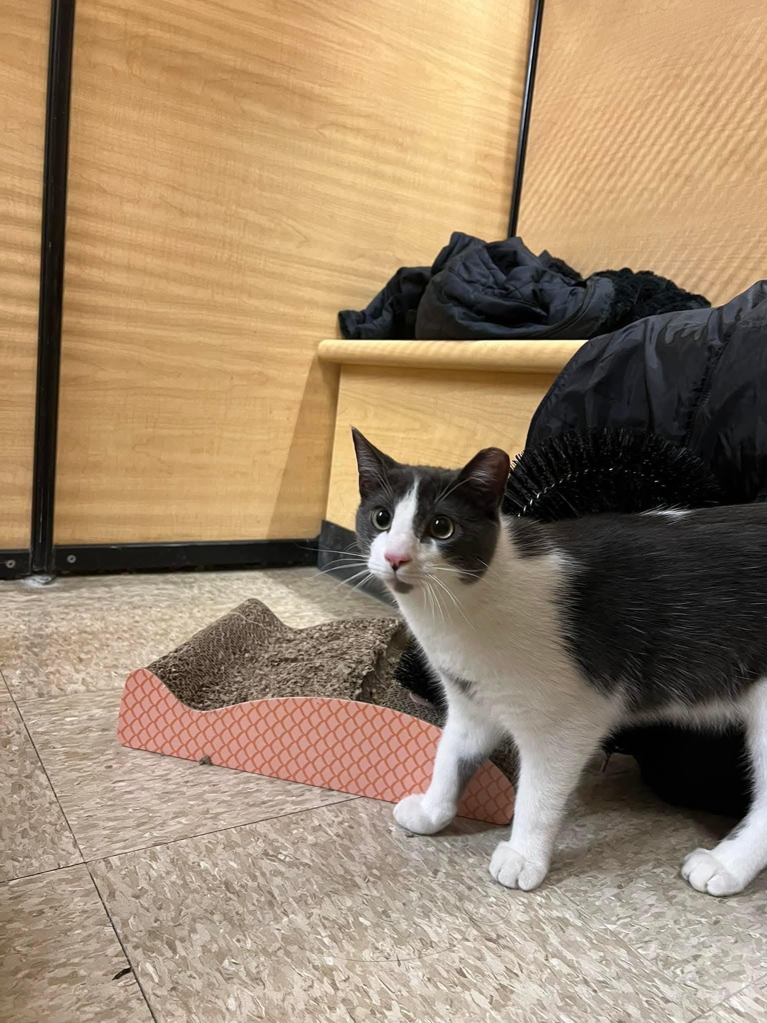 Loki, Adopted, Young Male Domestic Short Hair.