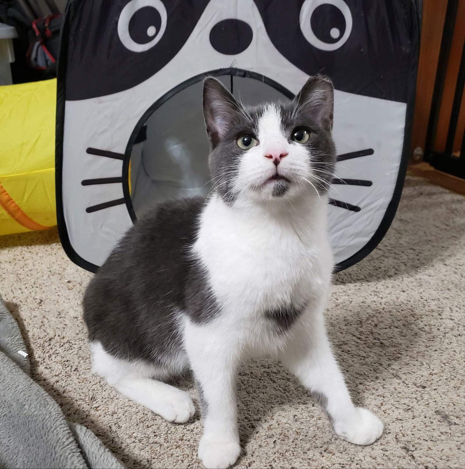 Enlarge Loki, a Adoptable Domestic Short Hair in Sicklerville , NJ image 1/2