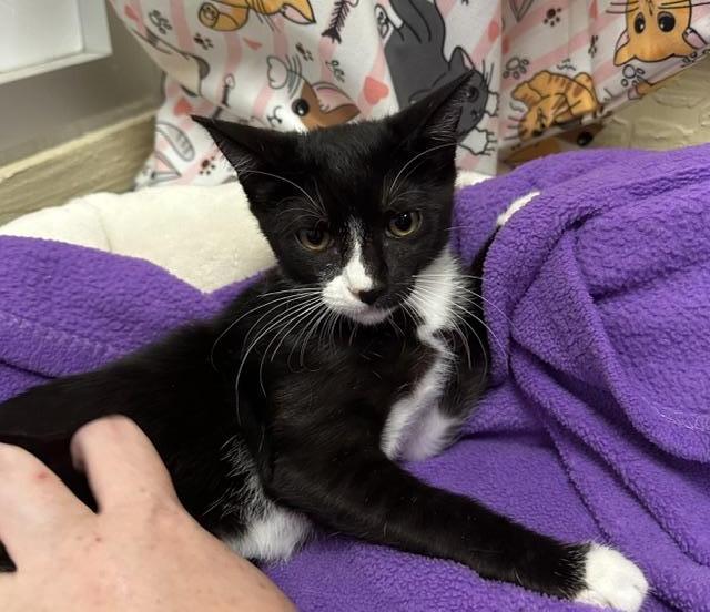 Bellini, Adoptable, Kitten Female Domestic Short Hair.