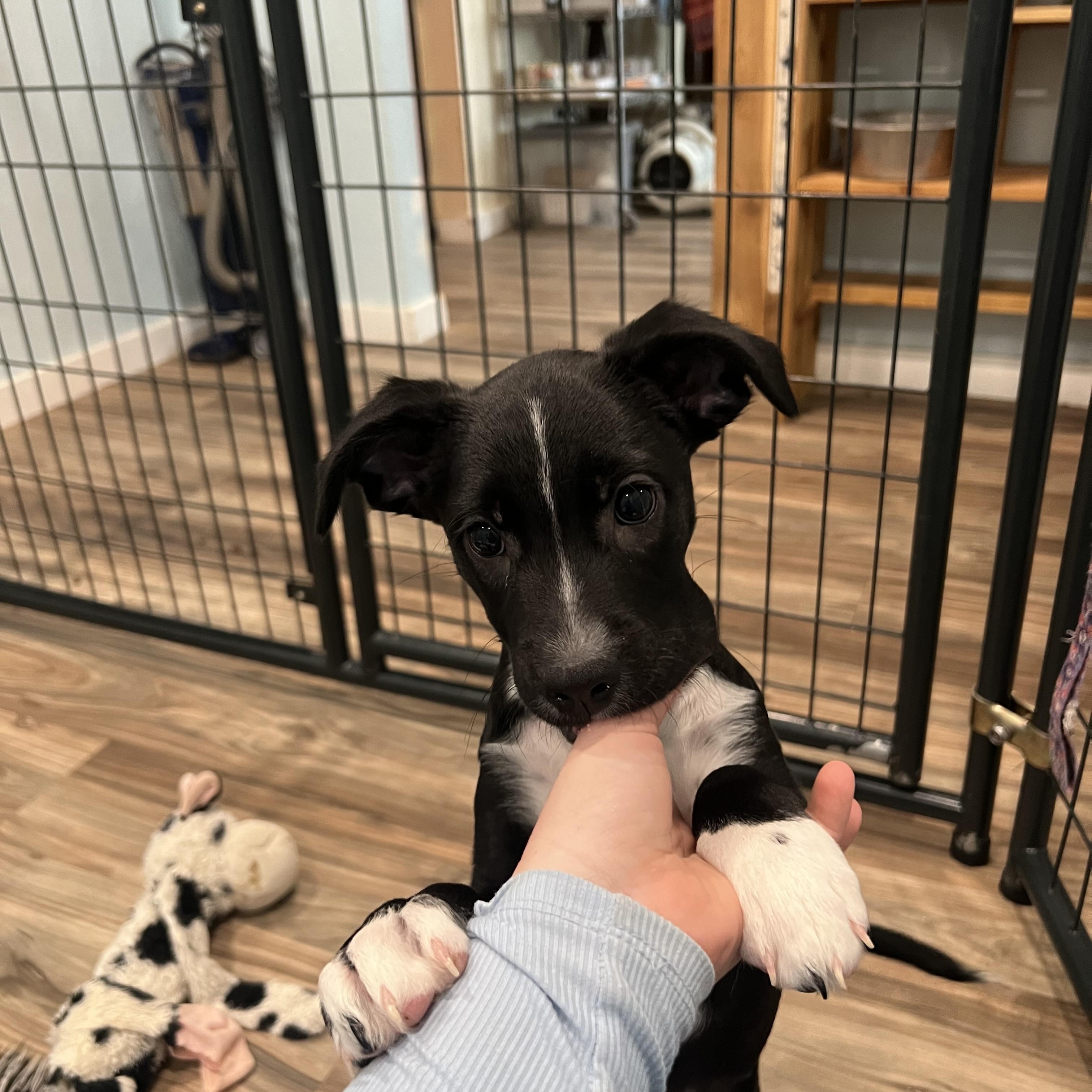 Gretchen Wieners, Adopted, Puppy Female Australian Shepherd & Border Collie.