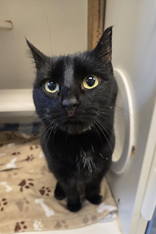 Enlarge Hercules, a ADOPTABLE mixed breed in Bellingham, WA image 1/1