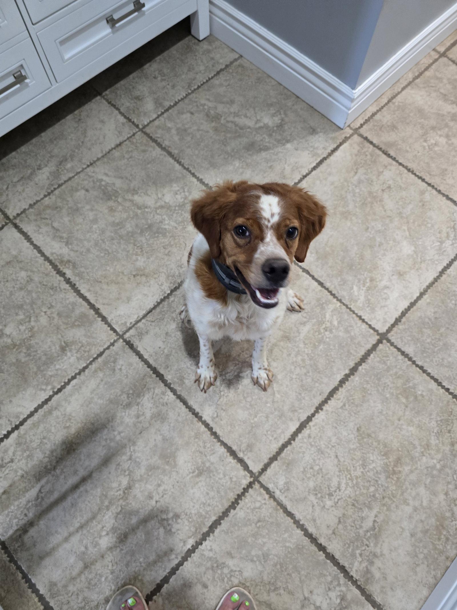 PA/Poppy, Adoptable, Young Female Brittany Spaniel.