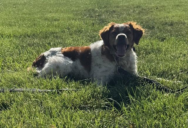 PA/Poppy, a Adoptable Brittany Spaniel in Erie, PA image 2/3