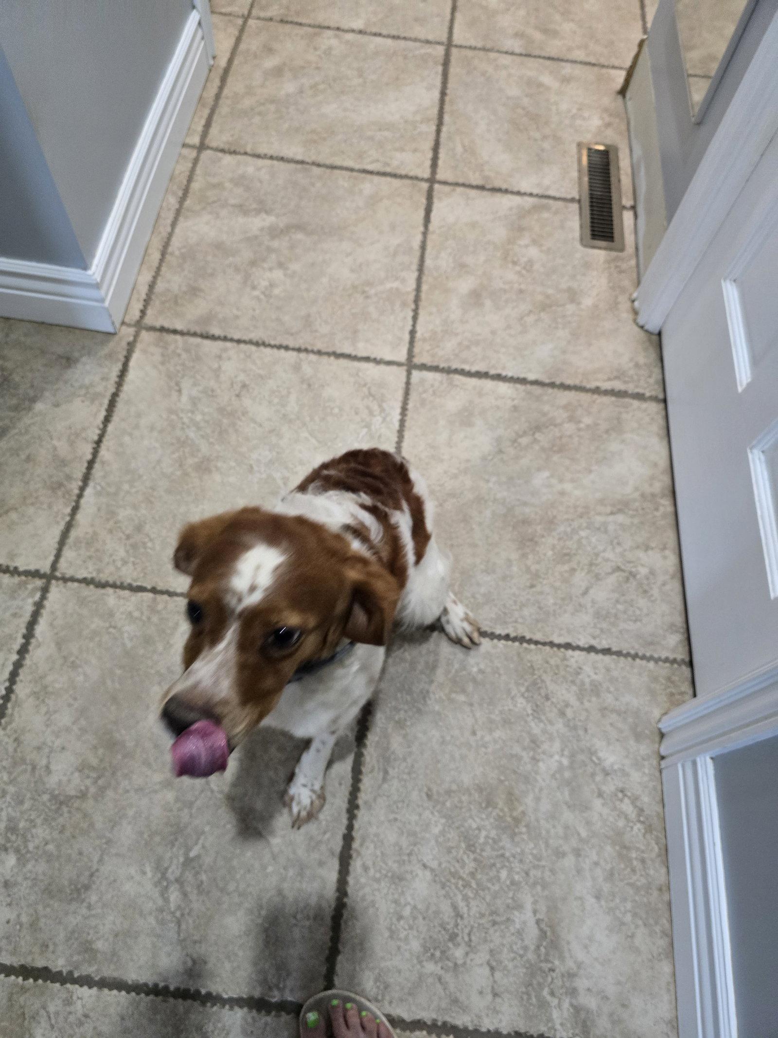 PA/Poppy, a Adoptable Brittany Spaniel in Erie, PA image 3/3