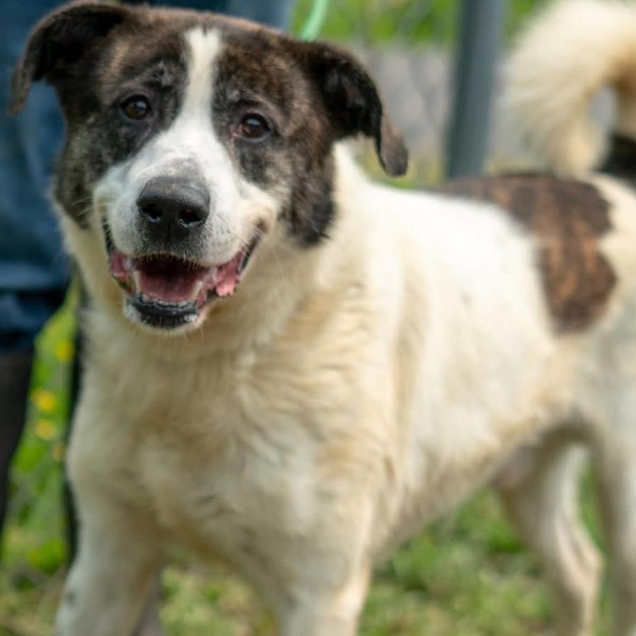 Arizona, Adoptable, Adult Male Akita & Mixed Breed.