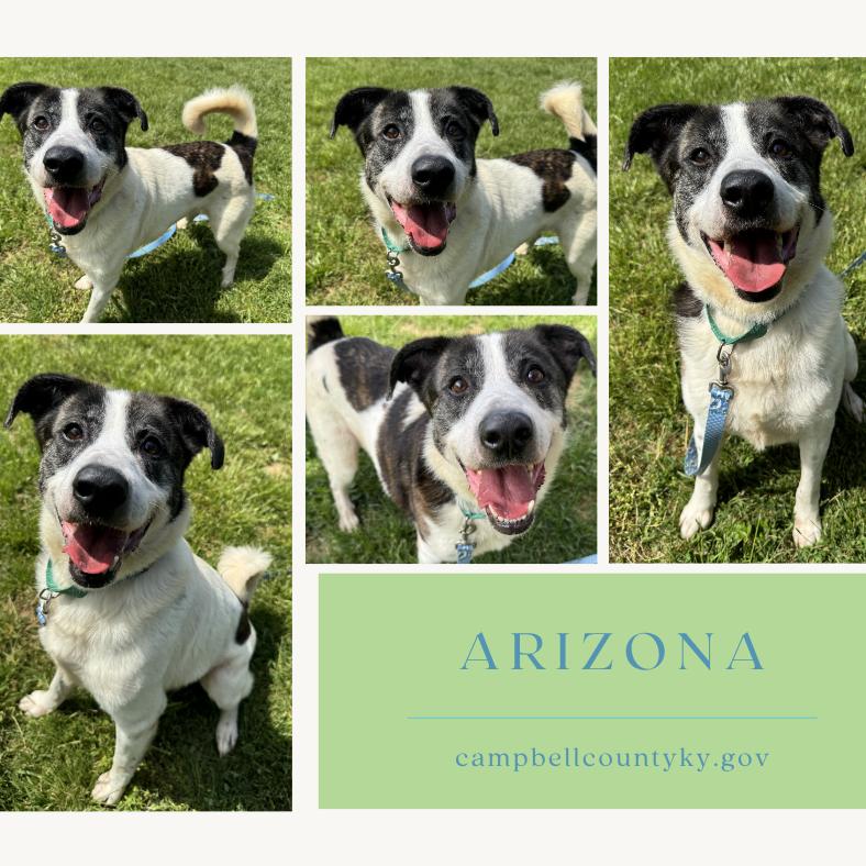 Enlarge Arizona, a Adoptable mixed breed in Melbourne, KY image 1/1