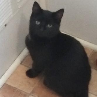 Enlarge Apurrdite, an adopted Domestic Short Hair in Libby, MT image 1/2