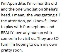 Enlarge Apurrdite, an adopted Domestic Short Hair in Libby, MT image 2/2