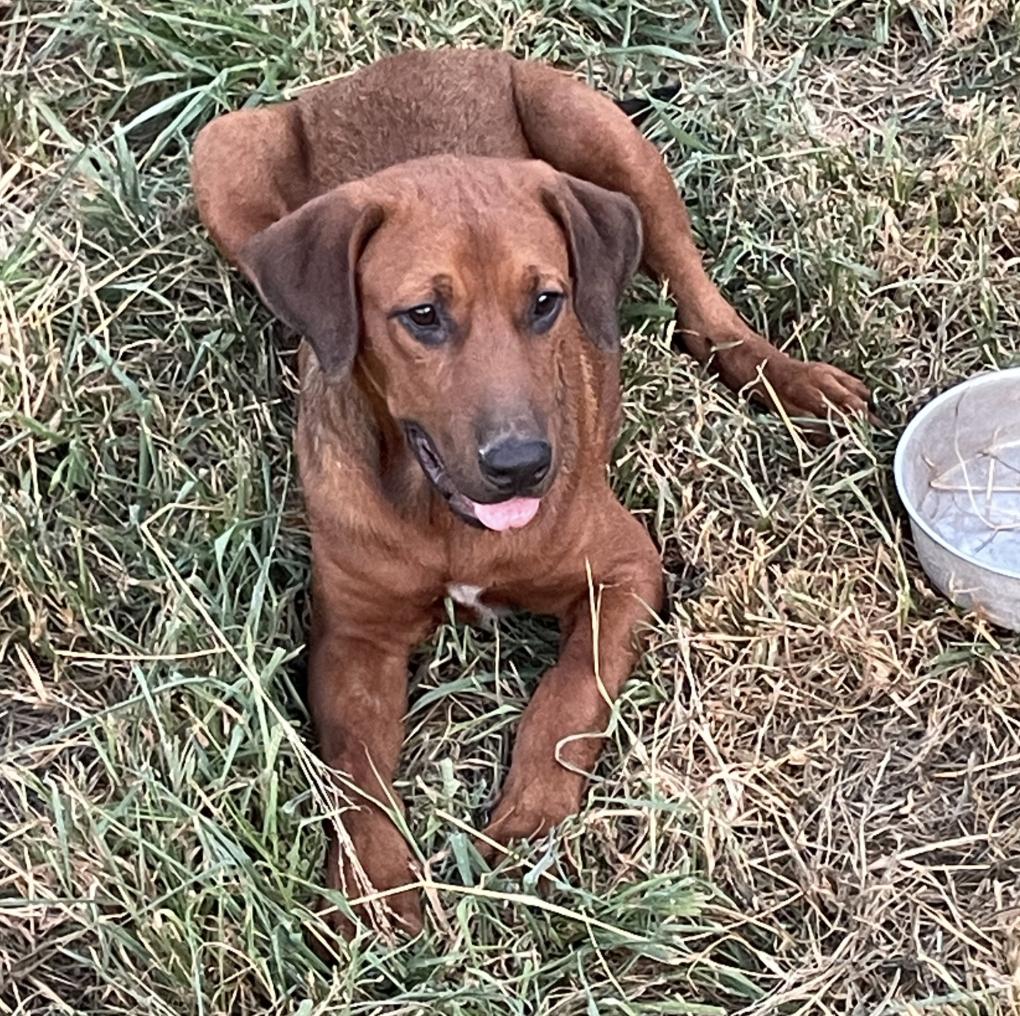 Enlarge Yogi, a Adoptable mixed breed in Toms River, NJ image 2/5