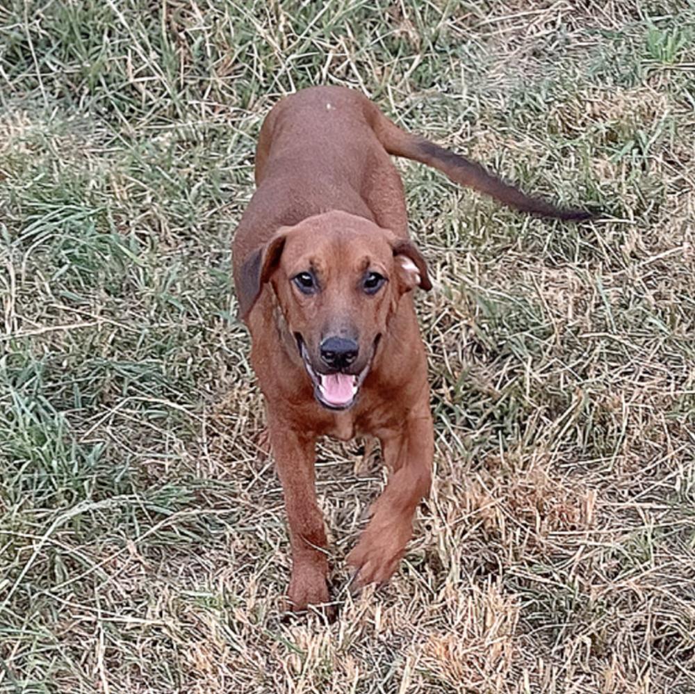 Enlarge Yogi, a Adoptable mixed breed in Toms River, NJ image 3/5