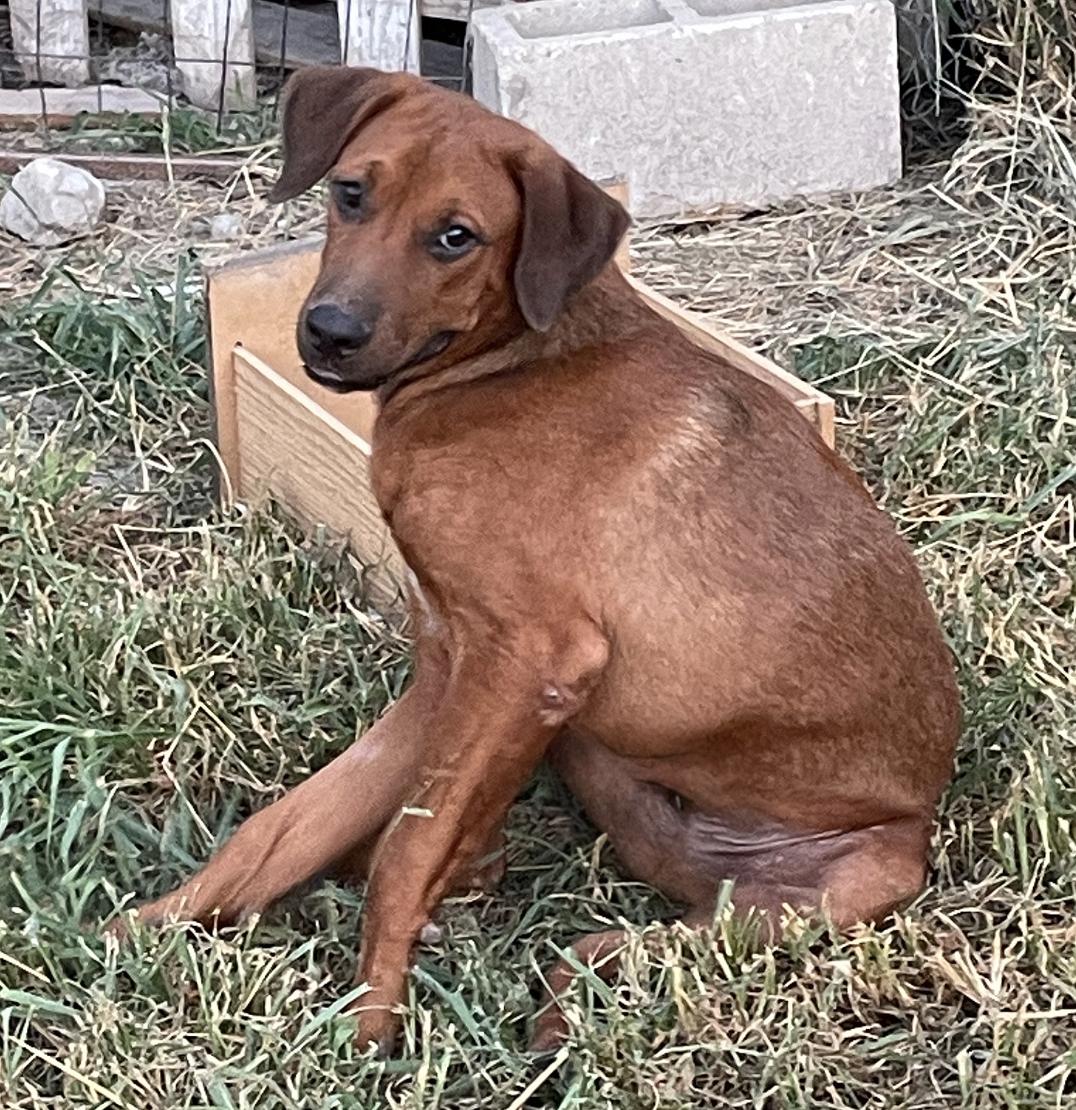 Enlarge Yogi, a Adoptable mixed breed in Toms River, NJ image 4/5