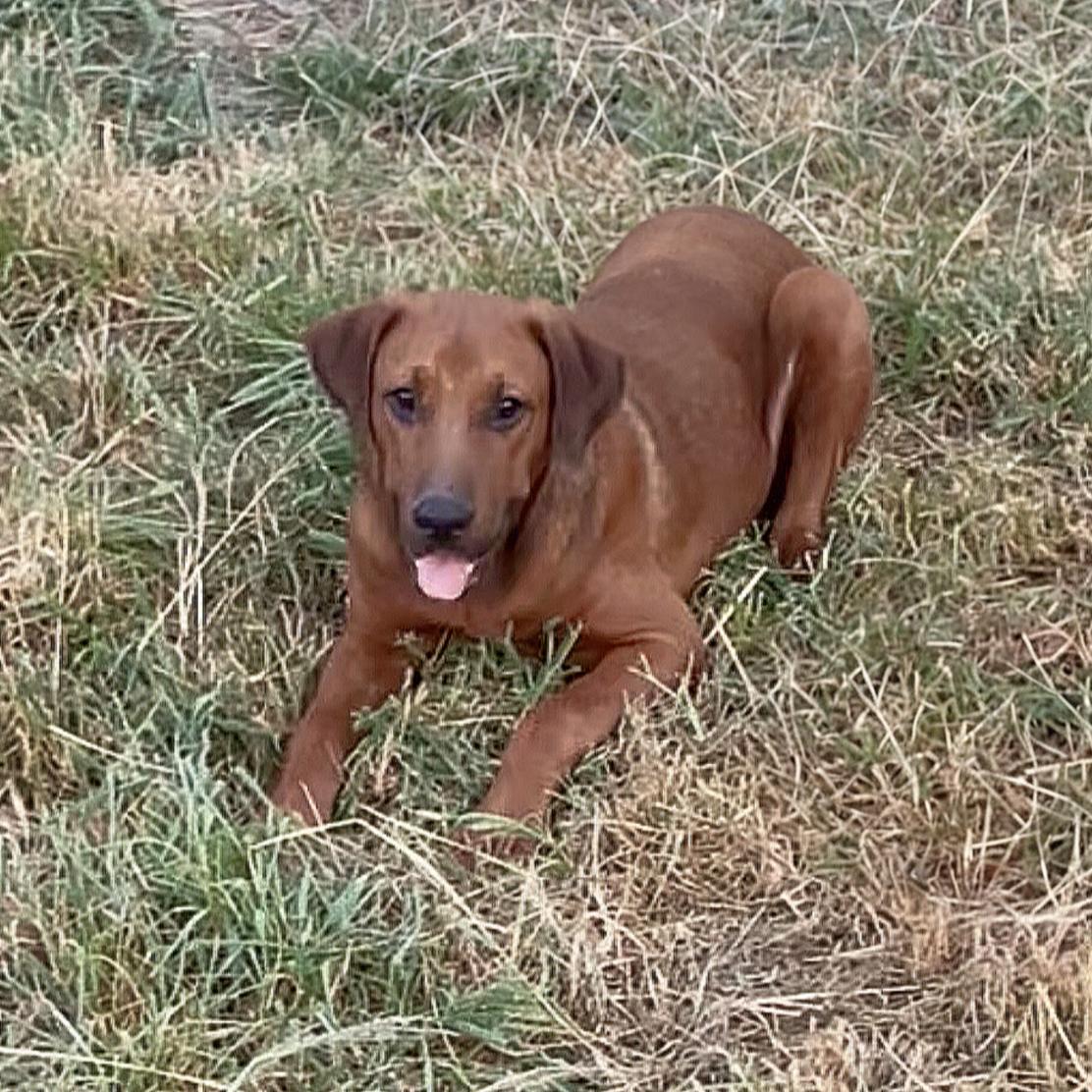 Enlarge Yogi, a Adoptable mixed breed in Toms River, NJ image 5/5