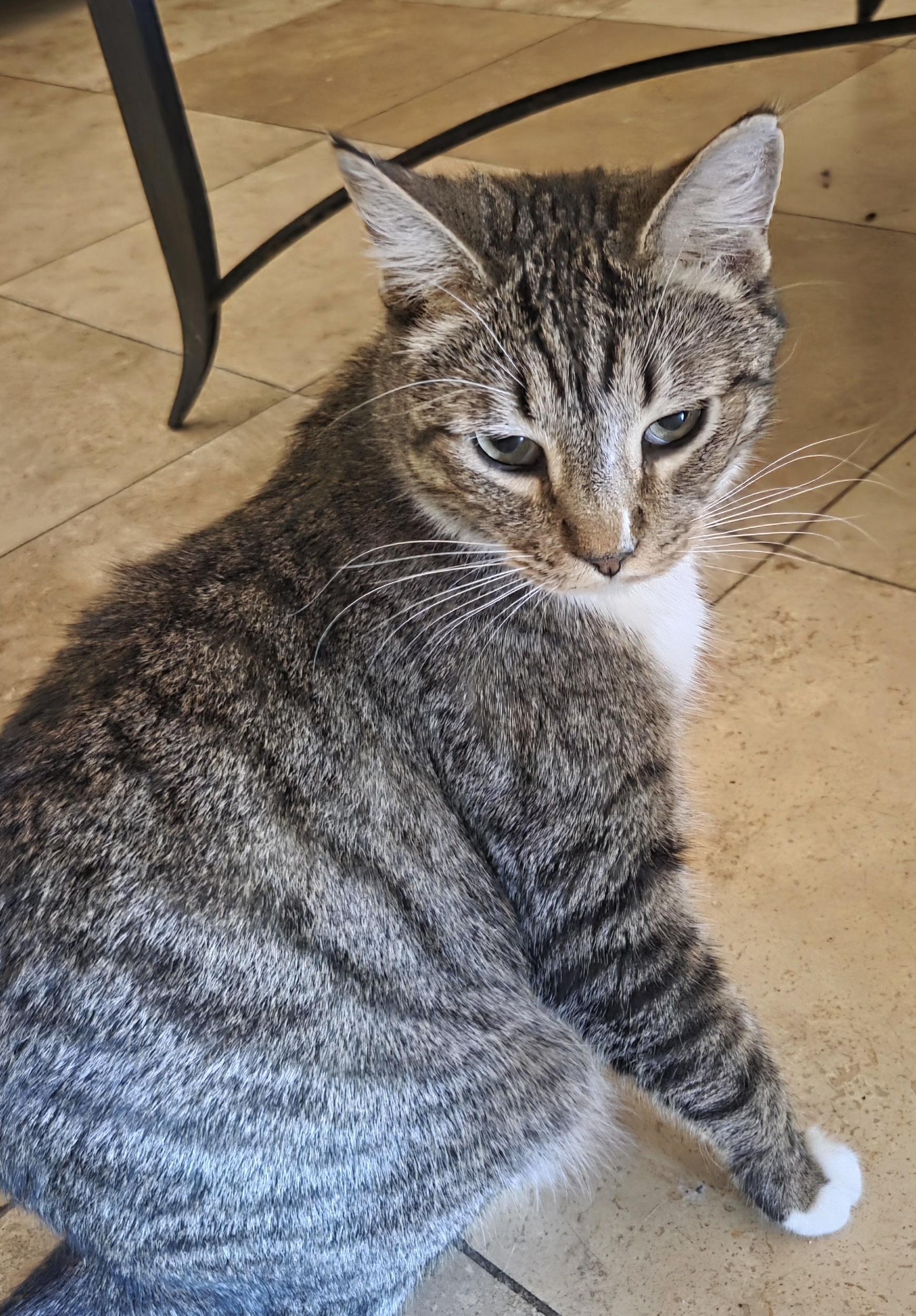 Enlarge Carl Lito, a Adoptable mixed breed in Phoenix , AZ image 4/4