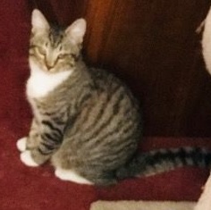 Enlarge Carl Lito, a Adoptable mixed breed in Phoenix , AZ image 1/6