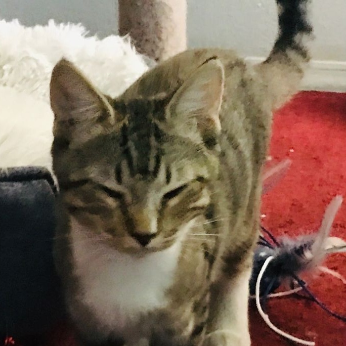 Carl Lito, Adoptable, Adult Male Domestic Short Hair.