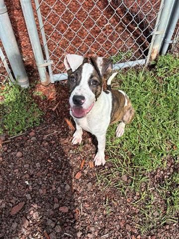 Enlarge CHICO, a Adoptable mixed breed in Panama City, FL image 1/1