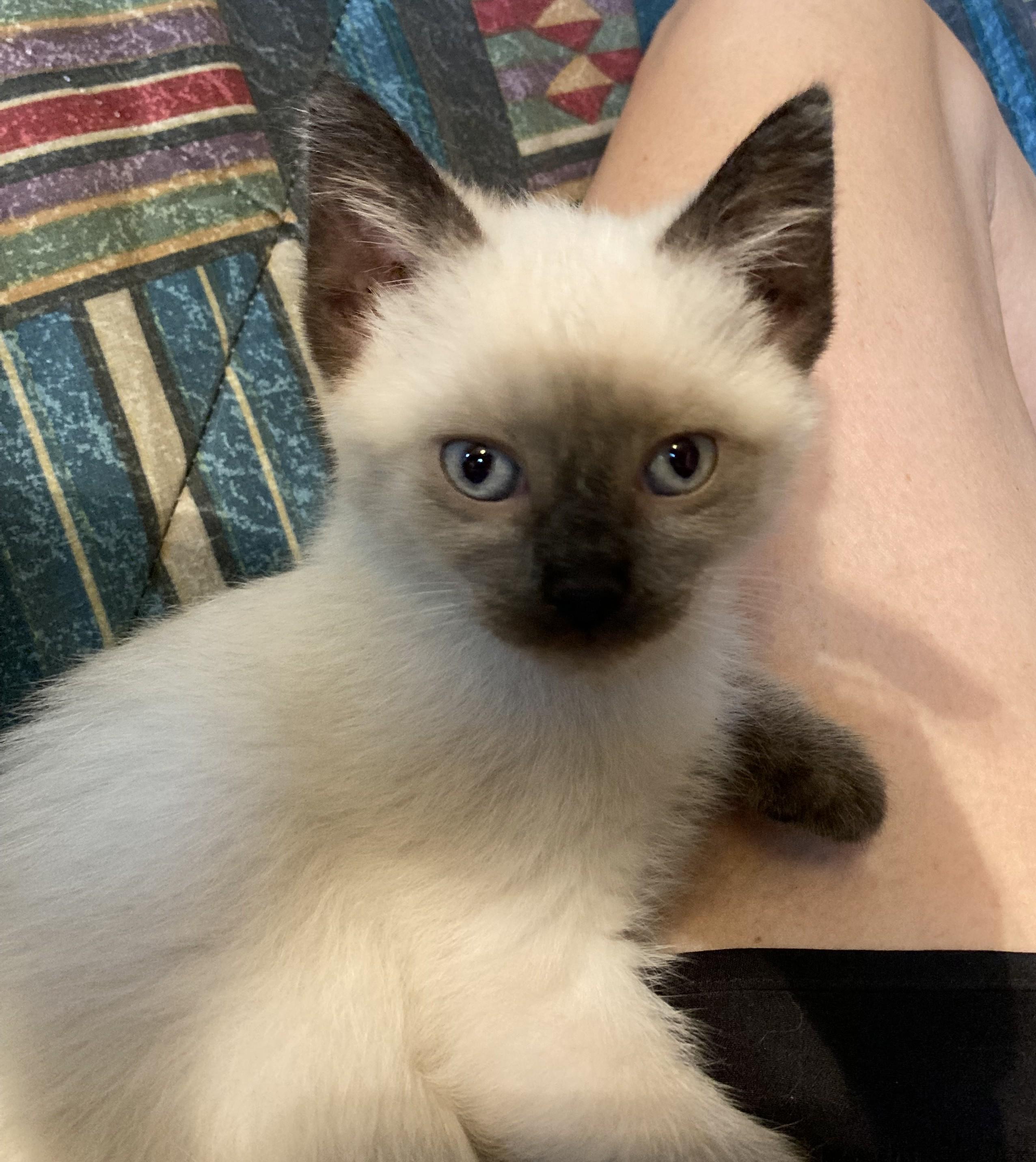 Triscuit and Ritz, adopted, Kitten Female Siamese.