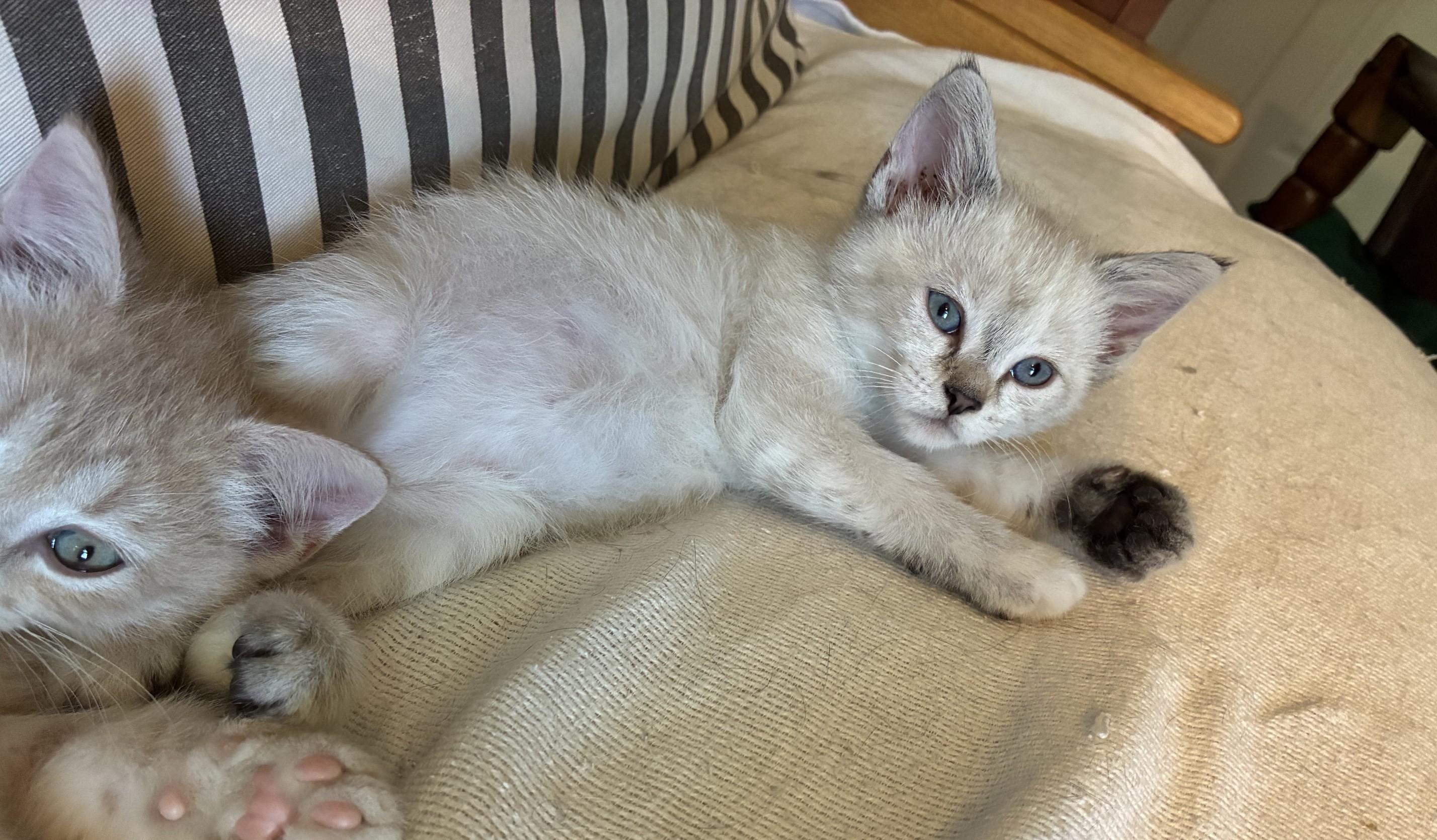 Triscuit and Ritz, an adopted Siamese in Knoxville, TN image 4/4