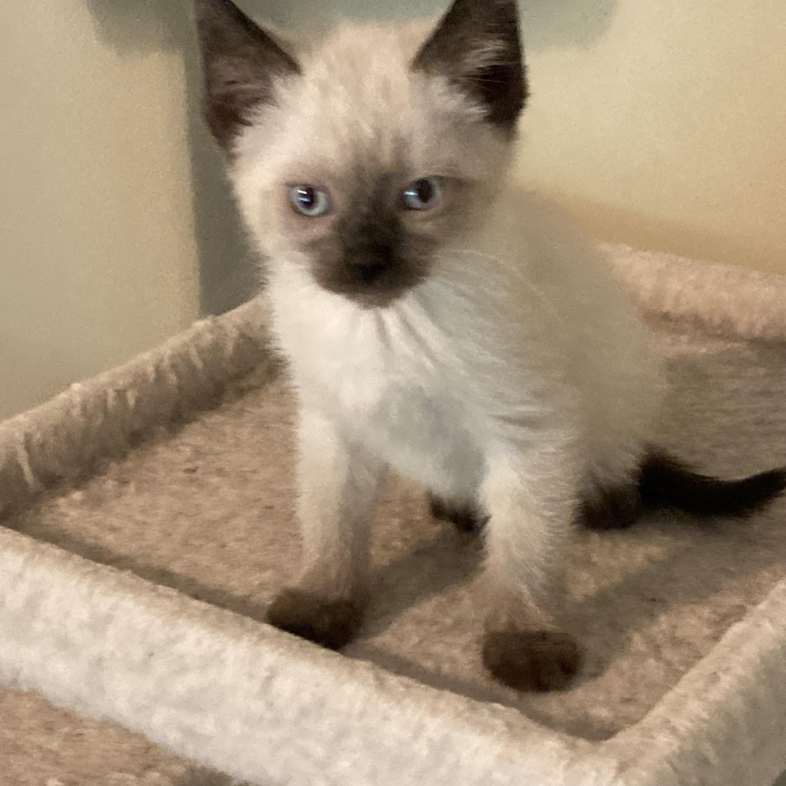 Triscuit and Ritz, an adopted Siamese in Knoxville, TN image 3/4