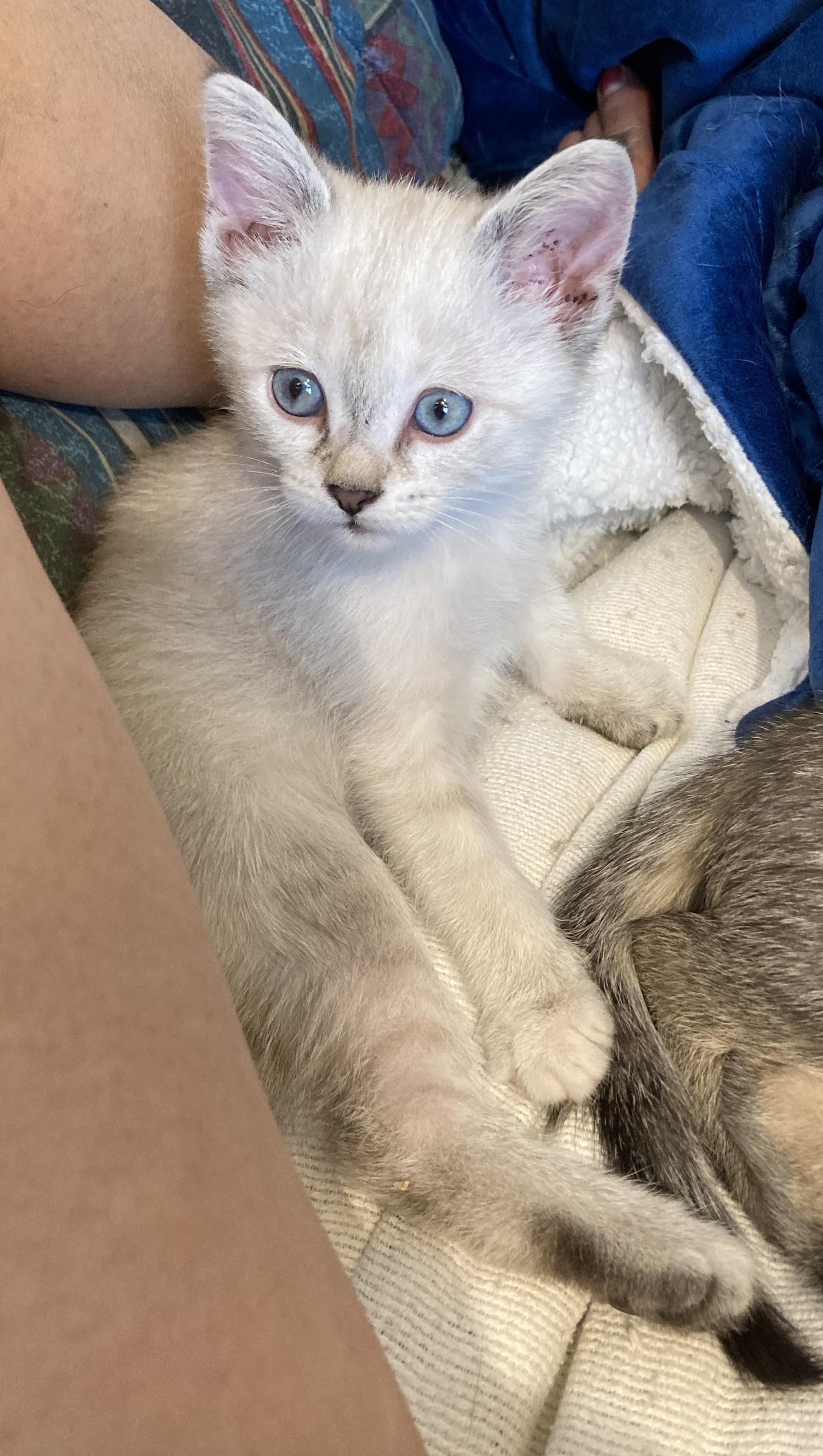 Triscuit and Ritz, an adopted Siamese in Knoxville, TN image 2/4