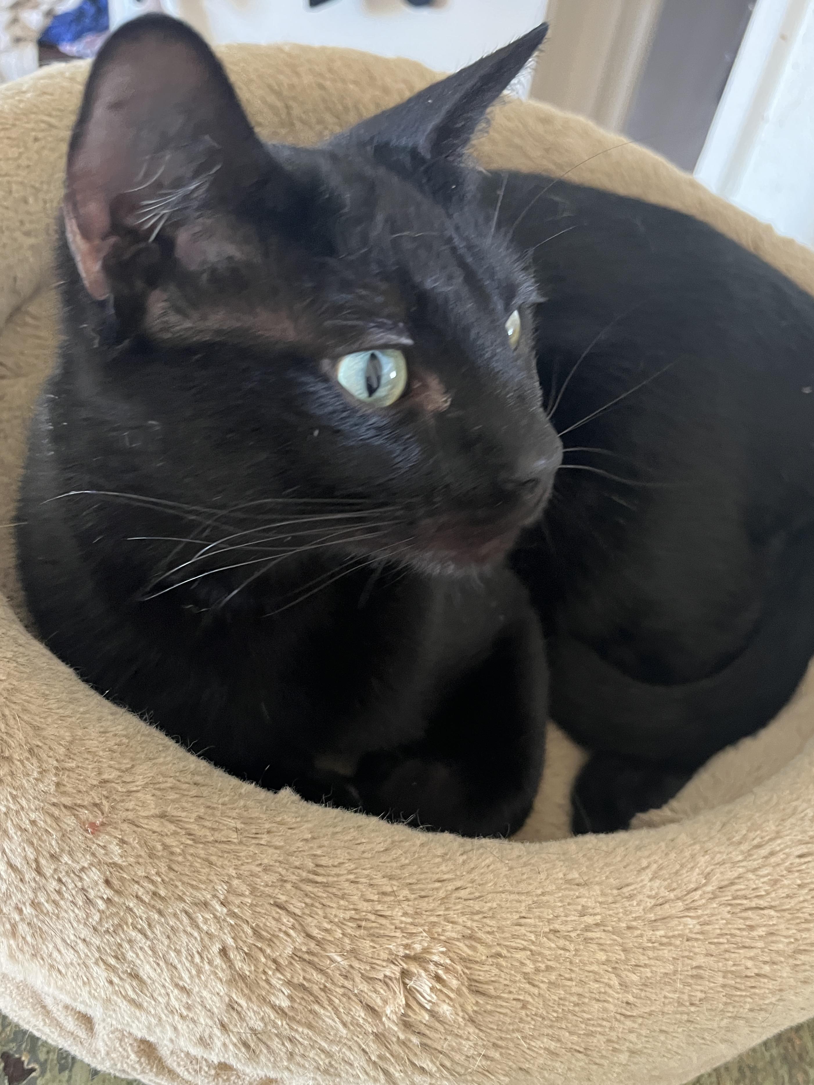 Enlarge Danny, a Adoptable mixed breed in Waller, TX image 3/3