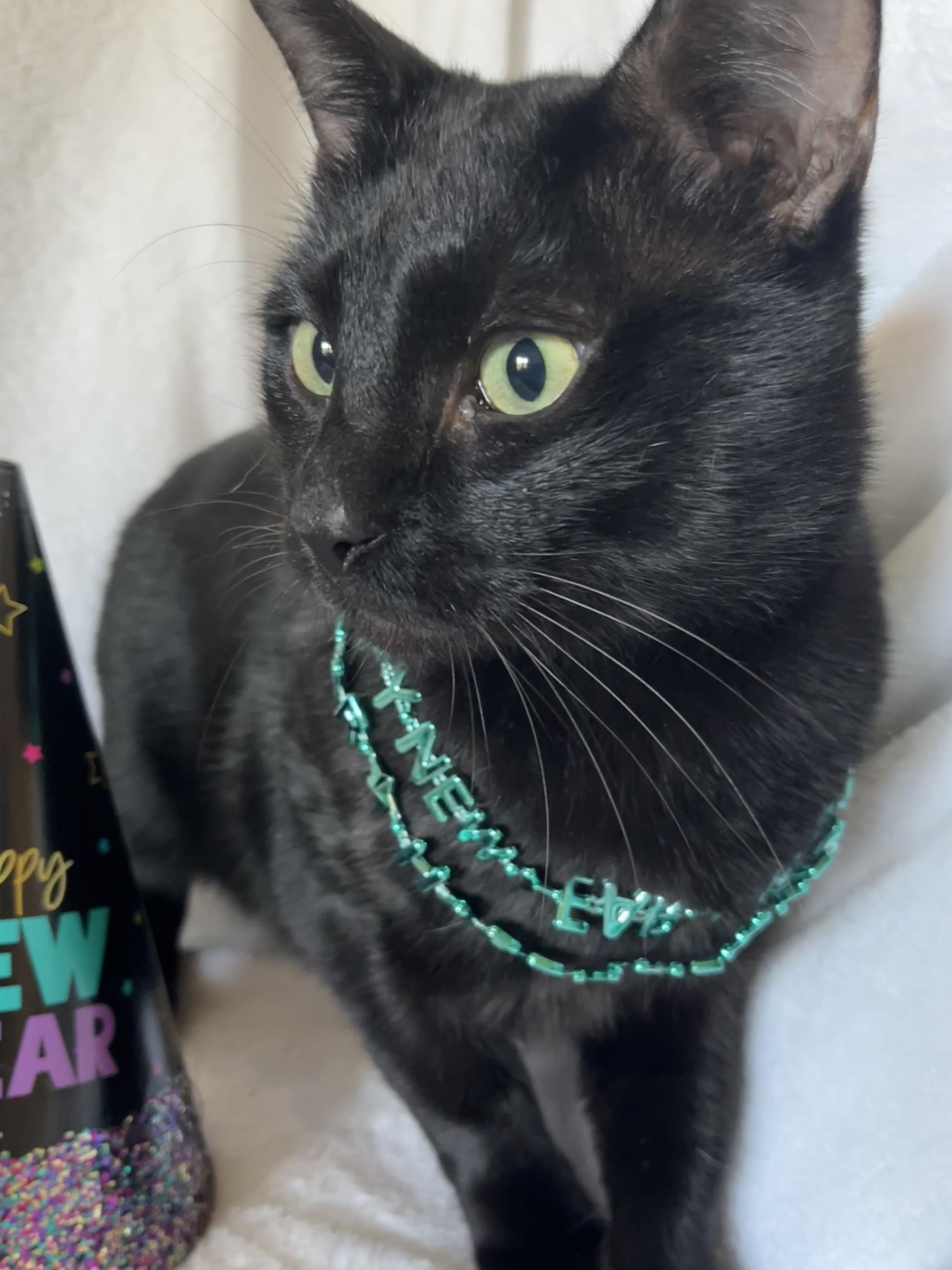 Danny, Adoptable, Young Male Domestic Short Hair & Bombay.