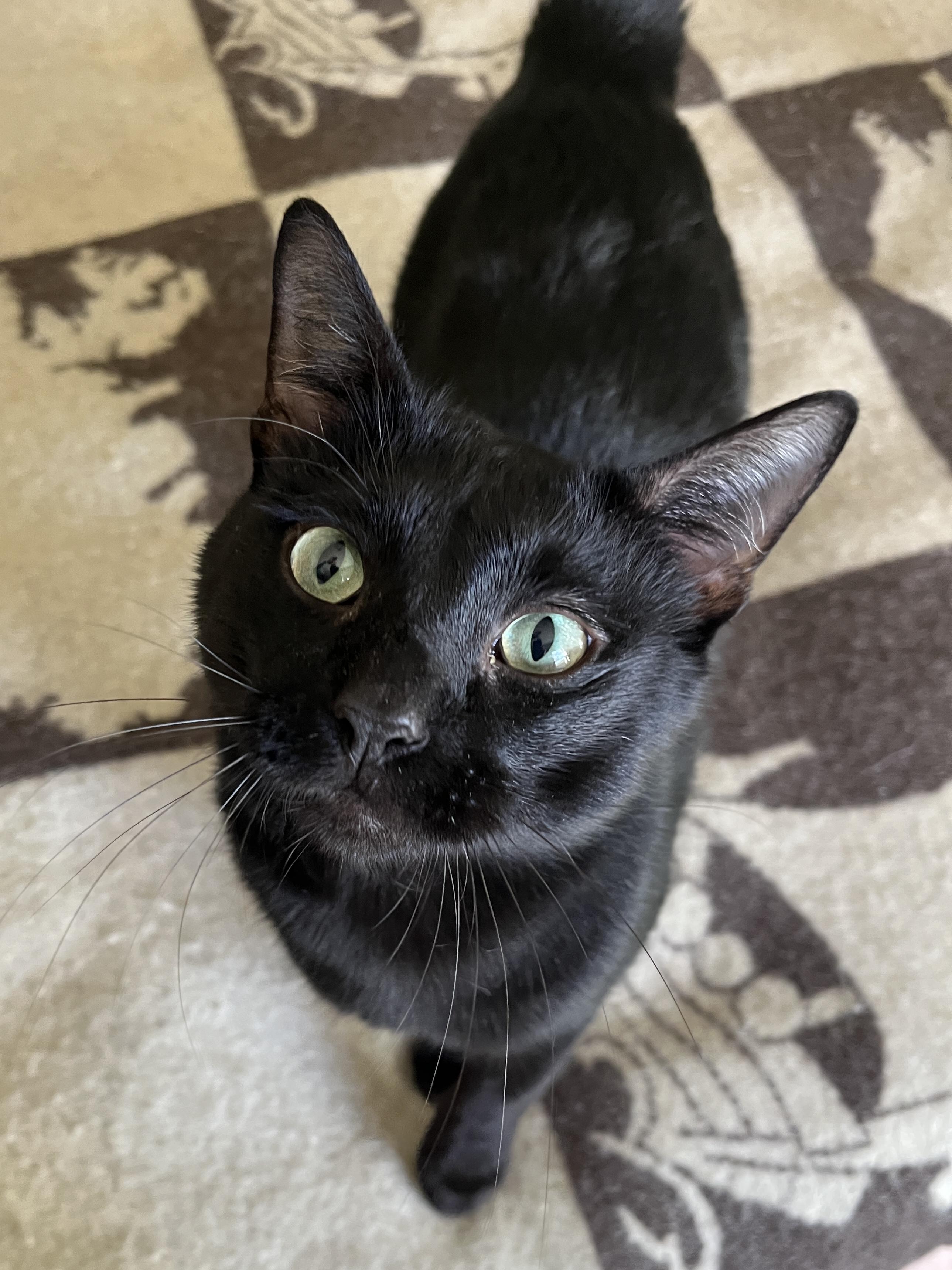 Enlarge Danny, a Adoptable mixed breed in Waller, TX image 2/3