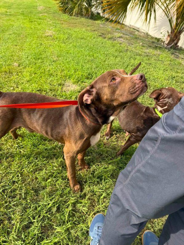 Enlarge Bub, a ADOPTABLE mixed breed in Panama city, FL image 2/2