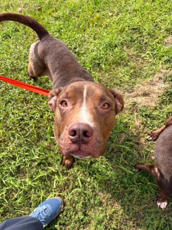 Enlarge Bub, a ADOPTABLE mixed breed in Panama city, FL image 1/2