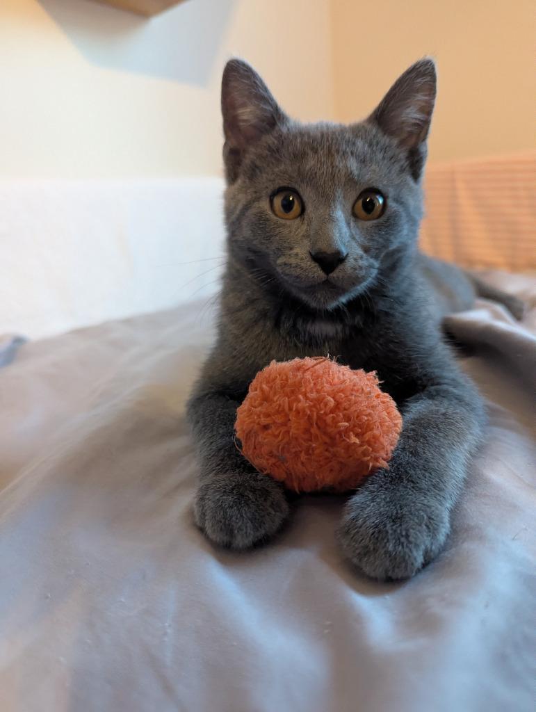 Foxtrot (FIV+) / Samba (FIV+), a Adoptable mixed breed in Minneapolis, MN image 1/4