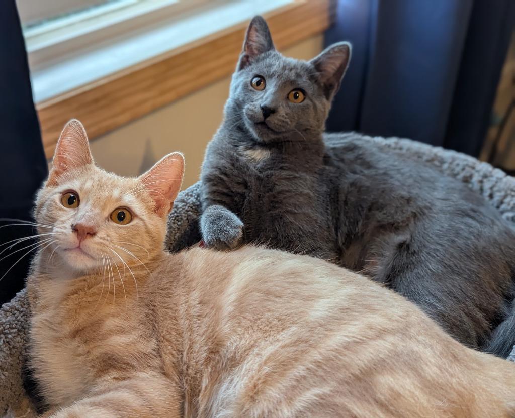 Foxtrot (FIV+) / Samba (FIV+), a Adoptable mixed breed in Minneapolis, MN image 2/4