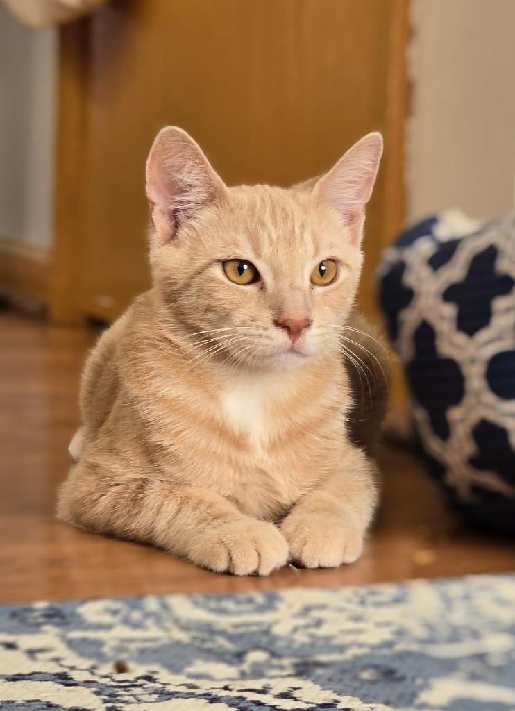 Foxtrot (FIV+) / Samba (FIV+), a Adoptable mixed breed in Minneapolis, MN image 4/4