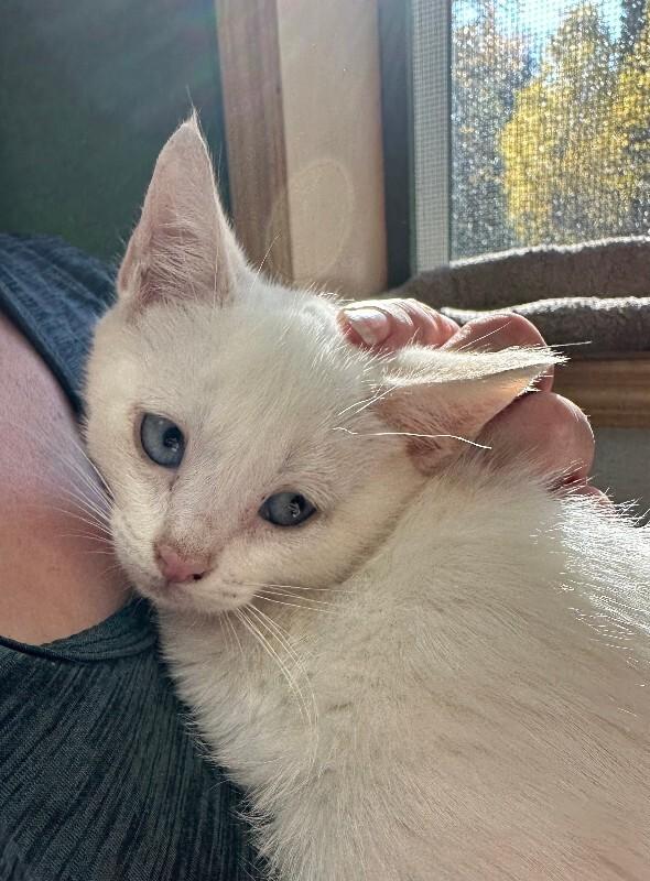 Enlarge Almond, a Adoptable Domestic Short Hair in Haines, AK image 1/2