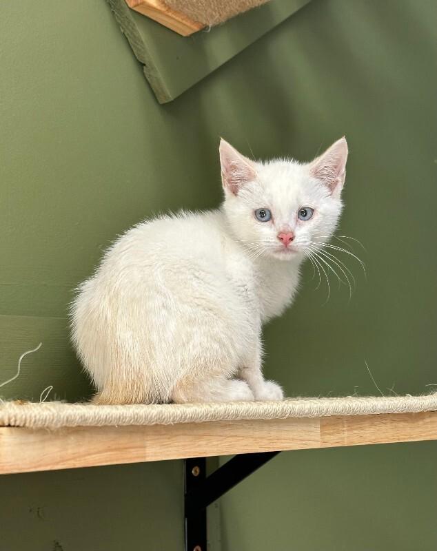 Enlarge Almond, a Adoptable Domestic Short Hair in Haines, AK image 2/2
