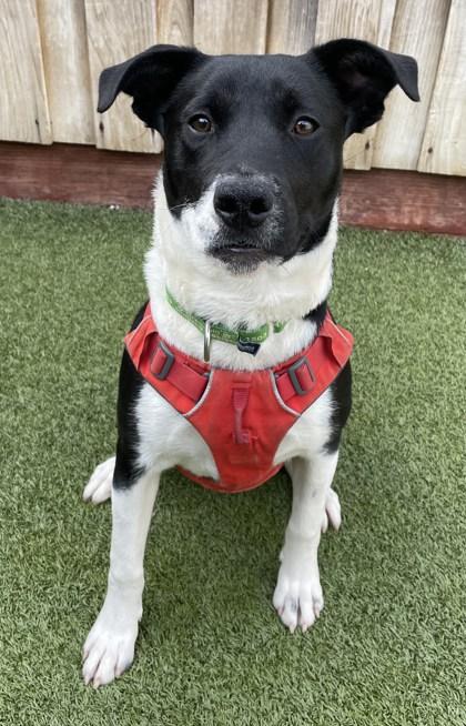 Showgirl, Adoptable, Young Female Mixed Breed & Mixed Breed.