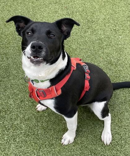 Showgirl, a Adoptable Mixed Breed in Eugene, OR image 2/3