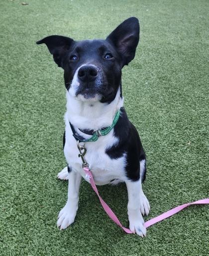 Showgirl, a Adoptable Mixed Breed in Eugene, OR image 3/3