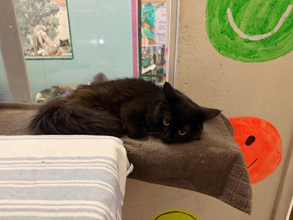 Princeton, Adoptable, Young Male Domestic Long Hair.