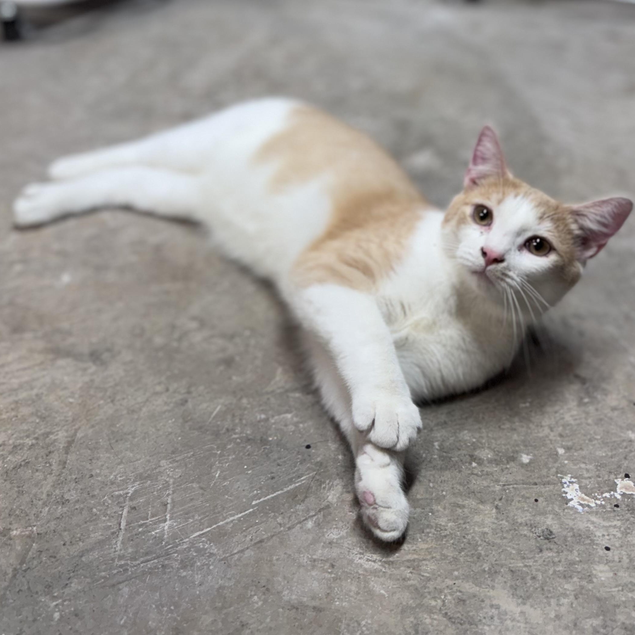 Enlarge Sammie, a Adoptable Domestic Short Hair in Rixeyville, VA image 2/5